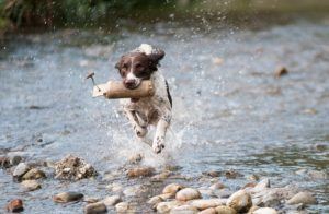 vacanze-con-il-cane