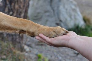 vacanze-con-il-cane