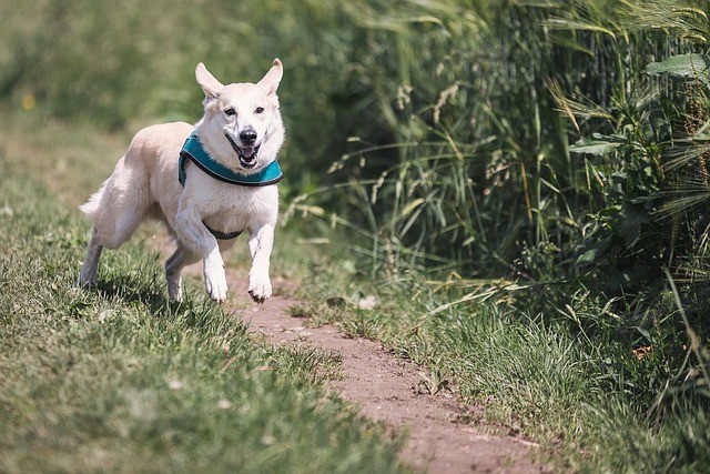 vacanze con il cane