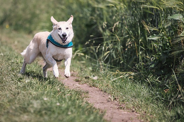 vacanze con il cane