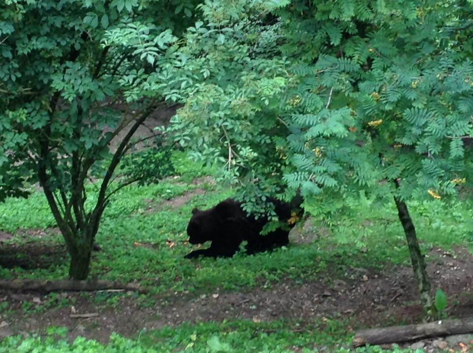 orso-bruno-san-romedio